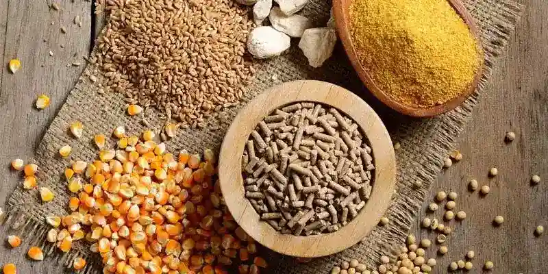 Chú ý chế độ của gà chiến cần thiết